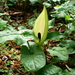 Cuckoo-Pint - Photo (c) Wolfgang Jauch, some rights reserved (CC BY), uploaded by Wolfgang Jauch