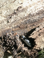 Denticollis denticornis