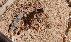 Forelius pruinosus