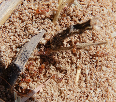 Forelius pruinosus