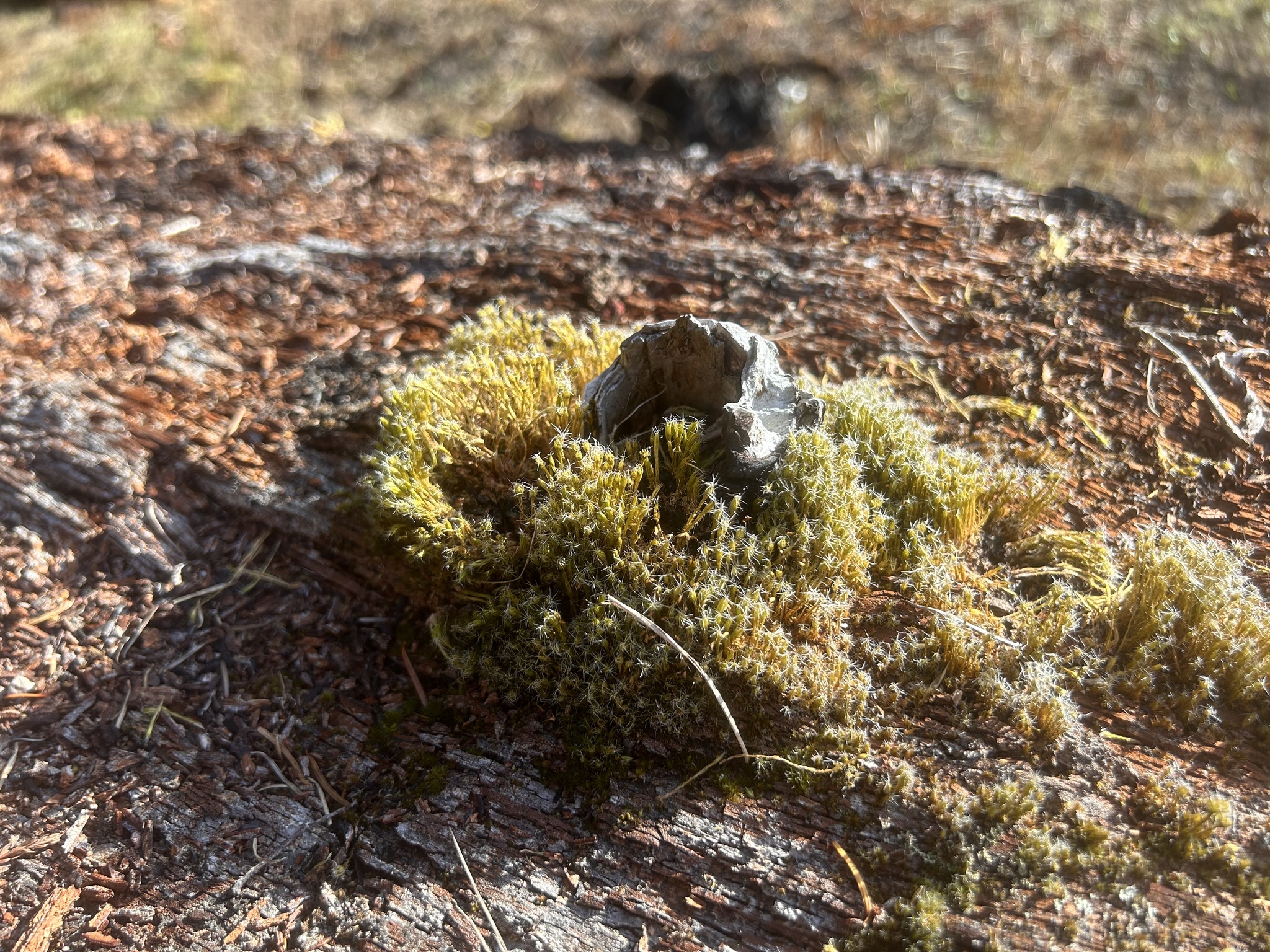Campylopus introflexus