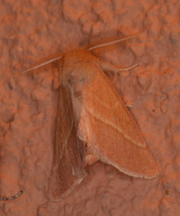 Malacosoma disstria