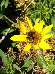 Sericomyia flagrans