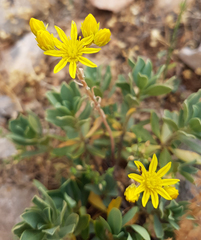 Petrosedum amplexicaule