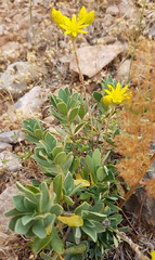 Petrosedum amplexicaule