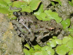 Blanchard's Cricket Frog photo 2