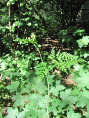 Conioselinum tataricum