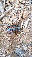 Stenopelmatus minor