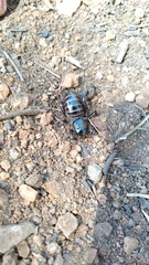 Stenopelmatus minor