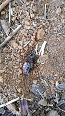 Stenopelmatus minor