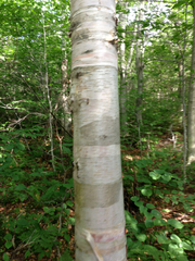 Betula cordifolia