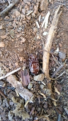 Stenopelmatus minor