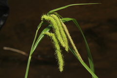 Carex gynandra