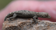 Mediodactylus orientalis