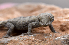 Mediodactylus orientalis