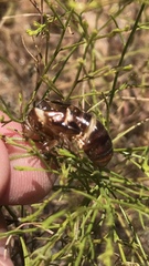 Clidophleps