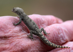 Mediodactylus orientalis