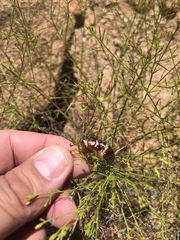 Clidophleps