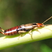 Earwigs - Photo (c) Bryan Wright, some rights reserved (CC BY-NC), uploaded by Bryan Wright
