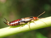 Earwigs - Photo (c) Bryan Wright, some rights reserved (CC BY-NC), uploaded by Bryan Wright