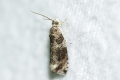 Olethreutes appendiceum