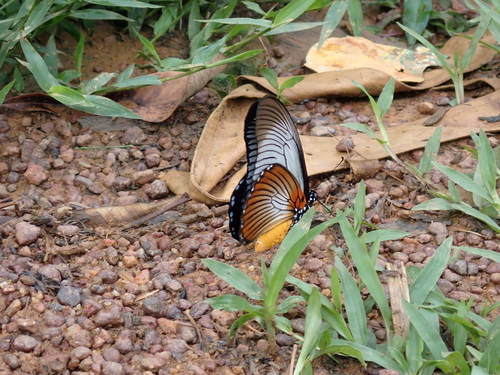 Giant Blue Swallowtail