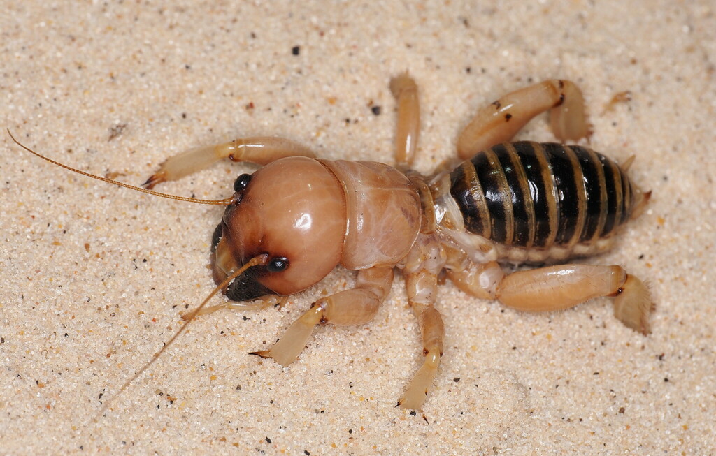 Mescalero Jerusalem Cricket