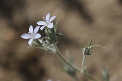 Eriastrum wilcoxii