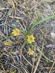 Triteleia