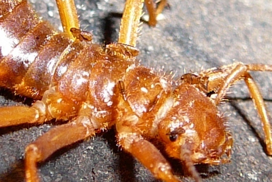 Lagaropsylla