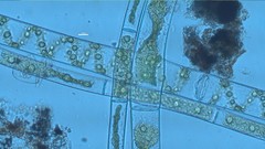 Spirogyra
