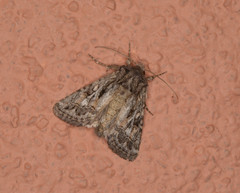 Ulolonche orbiculata