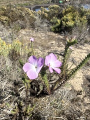 Linanthus californicus ssp. tomentosus