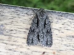 Acronicta hasta