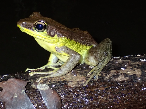Hylarana lepus