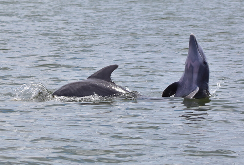 Tamanend's Bottlenose Dolphin, Martin County, FL, USA, photo 8 of 10