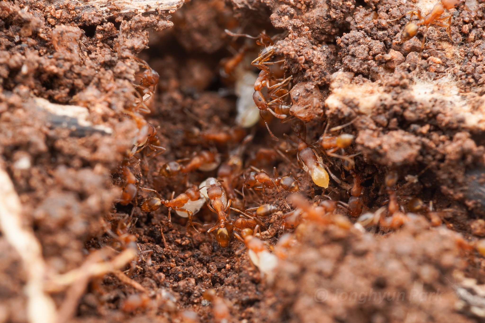 Monomorium damarense