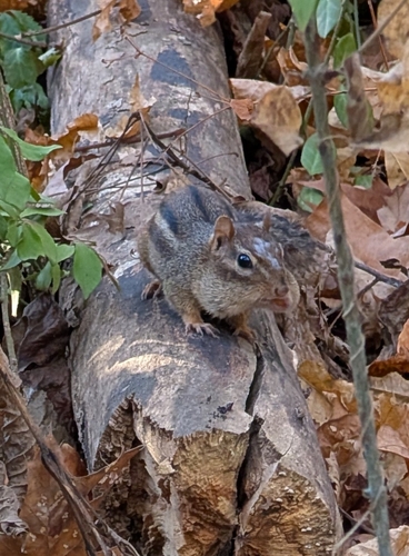 Eastern Chipmunk photographed in Arkansas