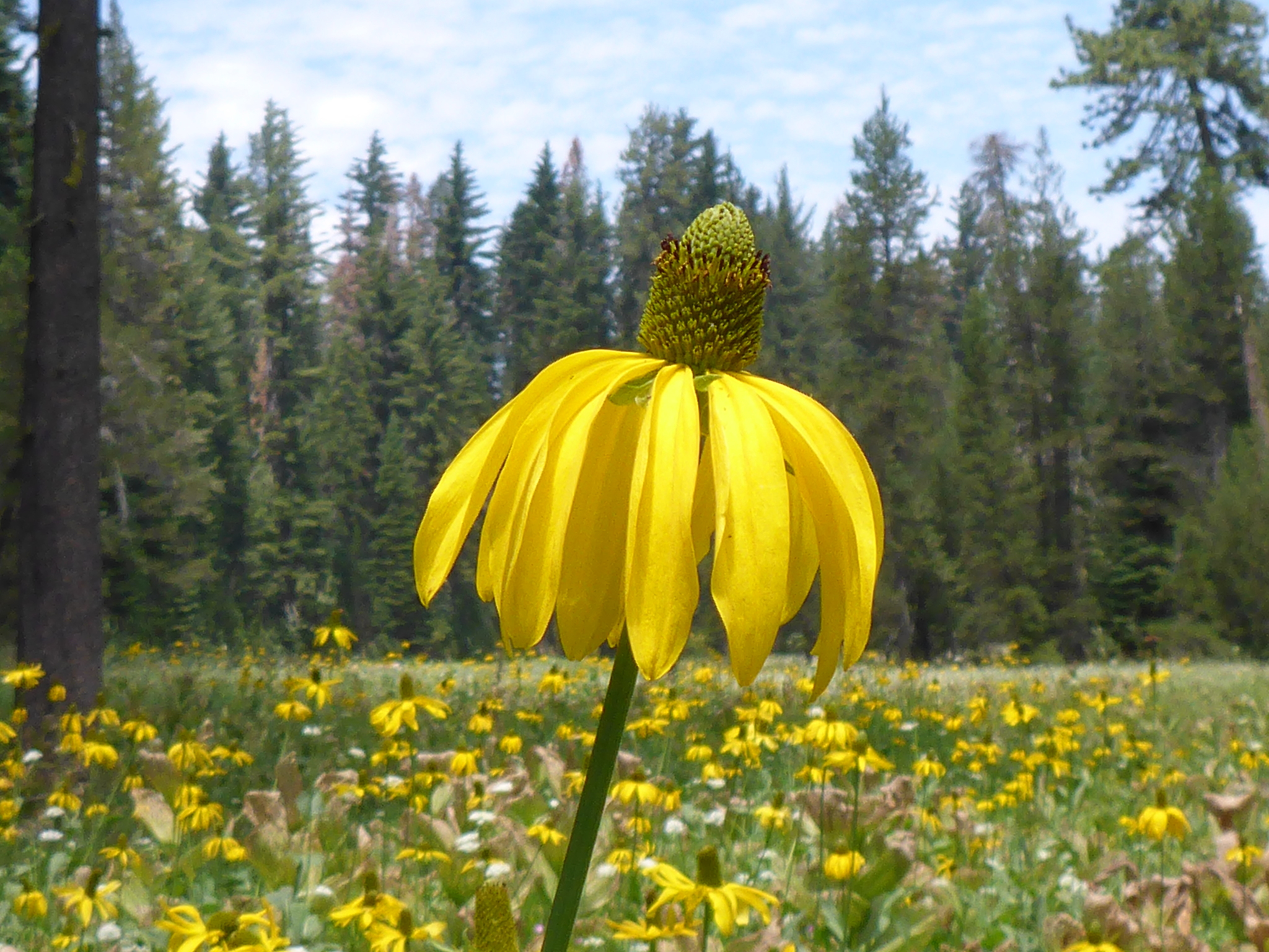 Rudbeckia californica