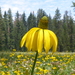 Rudbeckia californica - Photo 由 Donna Pomeroy 所上傳的 (c) Donna Pomeroy，保留部份權利CC BY-NC