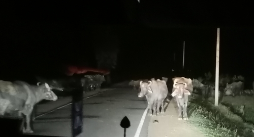 Domestic Water Buffalo