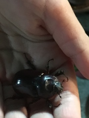 Oryctes nasicornis corniculatus