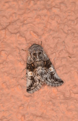 Copanarta aurea