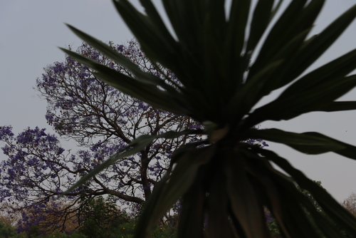Dracaena steudneri