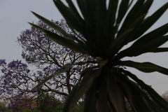 Dracaena steudneri