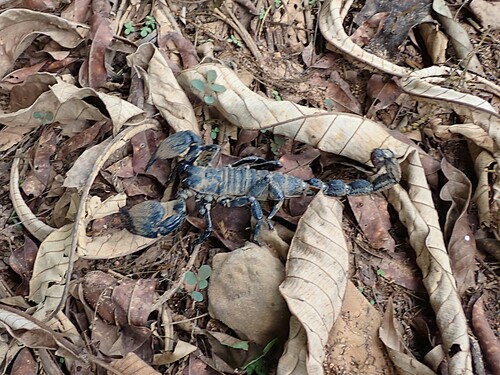 Dictator Scorpion