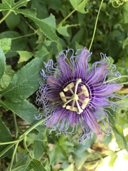 Passiflora incarnata × cincinnata