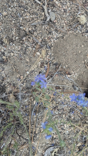 iNaturalist observation photo of giant woollystar