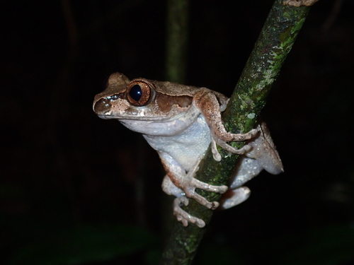 Ocellated Forest Tree Frog