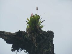 Aechmea distichantha